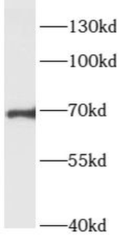 ARHGEF7 Antibody