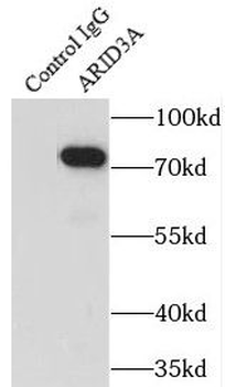 ARID3A Rabbit Polyclonal Antibody