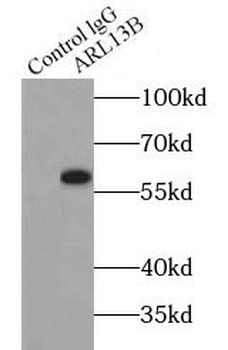 ARL13B Antibody