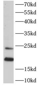 ARL2 Antibody