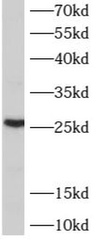 ARL6IP6 Antibody