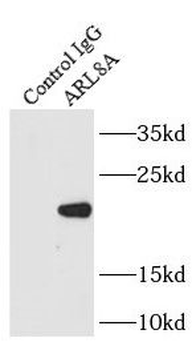 ARL8A Rabbit Polyclonal Antibody