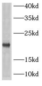 ARPC5 Antibody