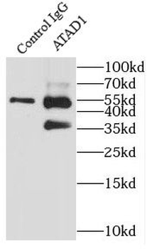 ATAD1 Rabbit Polyclonal Antibody