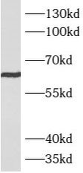 ATE1 Rabbit Polyclonal Antibody