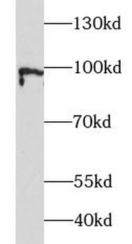 ATF6 Antibody