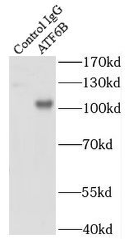 ATF6B Antibody