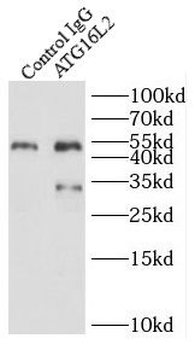 ATG16L2 Antibody