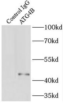 ATG4B Rabbit Polyclonal Antibody