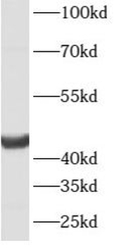 ATG4B Rabbit Polyclonal Antibody