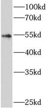 ATG5 Mouse Monoclonal Antibody