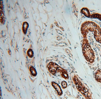 ATP1A2 Rabbit Polyclonal Antibody