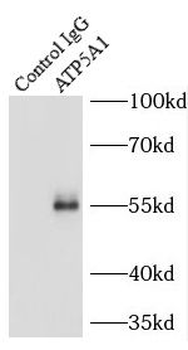 ATP5F1A Antibody