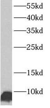 ATP5PF Rabbit Polyclonal Antibody