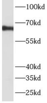 ATP6V1A Antibody