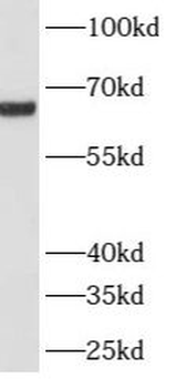 ATP6V1A Antibody