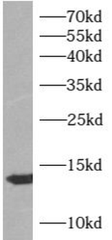 ATP6V1F Rabbit Polyclonal Antibody