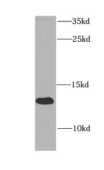 ATP5IF1 Antibody