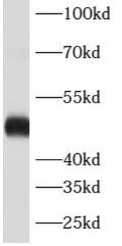 ATXN10 Rabbit Polyclonal Antibody