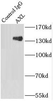 AXL Antibody