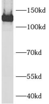 AXL Antibody