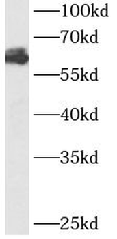 ATG14 Antibody