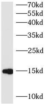 BATF Antibody