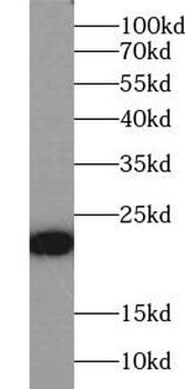 BAX Antibody