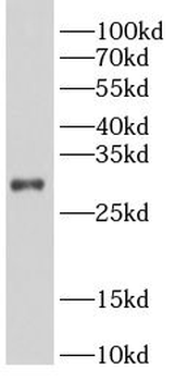 Bcl XL Rabbit Polyclonal Antibody