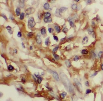 Bcl XL Rabbit Polyclonal Antibody