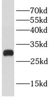 BCL2L12 Rabbit Polyclonal Antibody