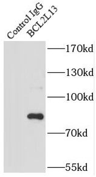 BCL2L13 Antibody