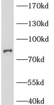 BCL2L13 Antibody