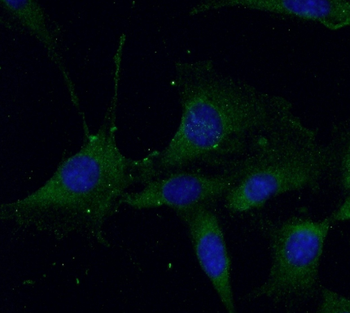 BECN1 Antibody