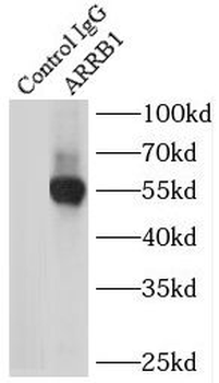 ARRB1 Antibody