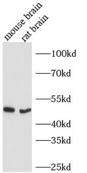 ARRB2 Antibody