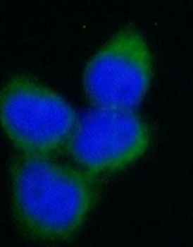 Beta Tubulin Antibody