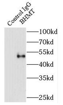 BHMT Antibody