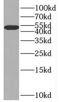 BHMT Antibody