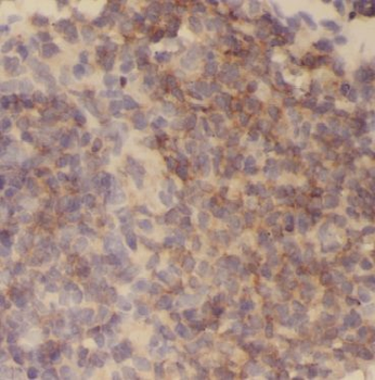 BHMT Antibody