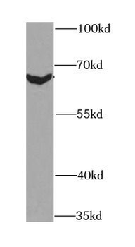 BIN1 Rabbit Polyclonal Antibody