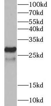 BIRC8 Antibody