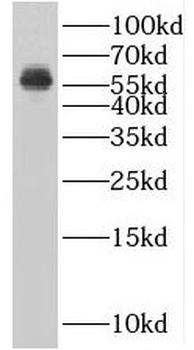 BLK Rabbit Polyclonal Antibody