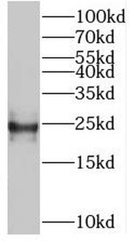 BMF Rabbit Polyclonal Antibody
