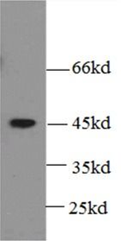 BMP2 Antibody