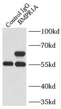 BMPR1A Antibody