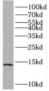 BOLA1 Rabbit Polyclonal Antibody