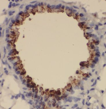 BOLA1 Rabbit Polyclonal Antibody