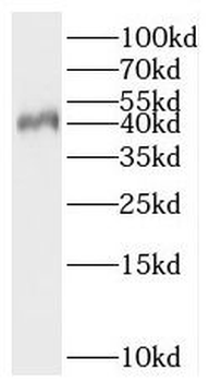 BOLL Rabbit Polyclonal Antibody