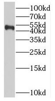 BPIFB2 Rabbit Polyclonal Antibody